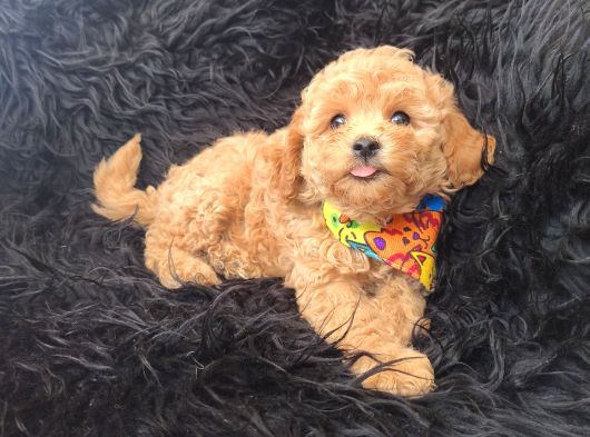 Safkan Red Toy Poodle Bebişler görsel