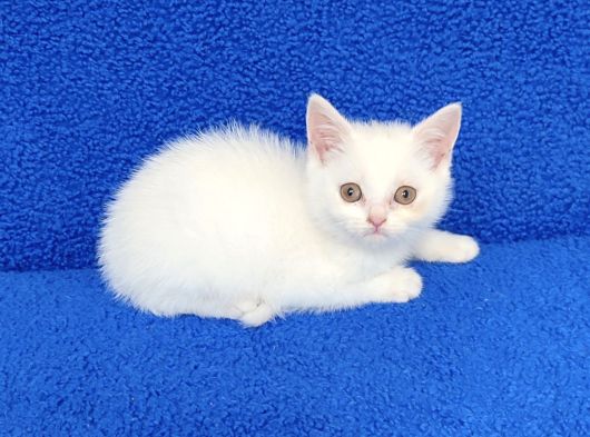 Yeni̇ Yuvasina Gi̇tmeye Hazir  Bri̇ti̇sh Ponçi̇kler görsel