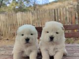 Üst Düzey Chow Chow Yavrulari
