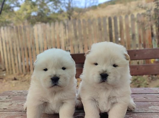 Üst Düzey Chow Chow Yavrulari görsel