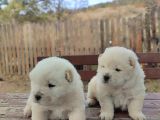 Üst Düzey Chow Chow Yavrulari