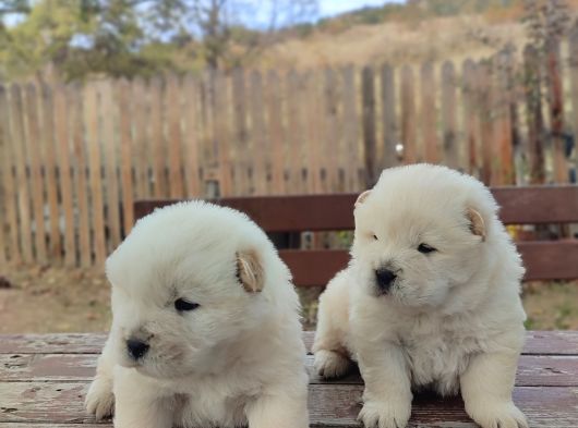Üst Düzey Chow Chow Yavrulari görsel
