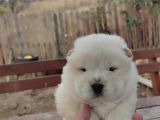 Üst Düzey Chow Chow Yavrulari