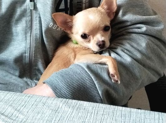 Safkan Elma Kafa 4 Aylık Dişi Chihuahua görsel