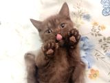 Safkan kedi yavruları