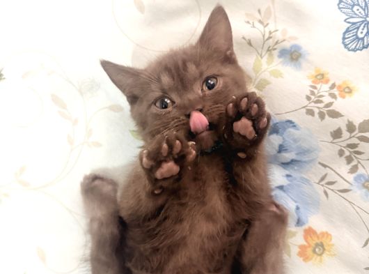 Safkan Kedi Yavruları