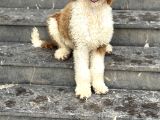 Labradoodle - Bernedoodle Di̇zayn Irk Bebekler