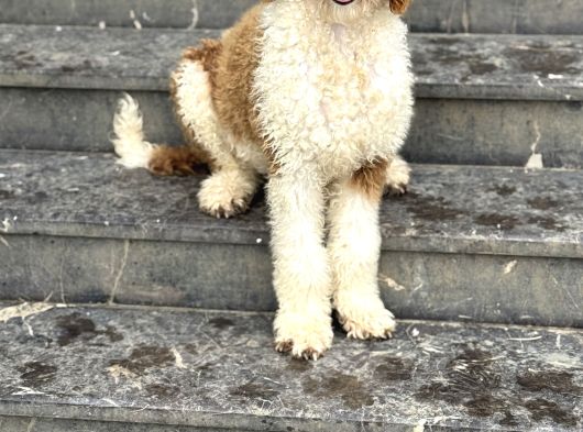 Labradoodle - Bernedoodle Di̇zayn Irk Bebekler görsel