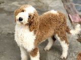 Labradoodle - Bernedoodle Di̇zayn Irk Bebekler