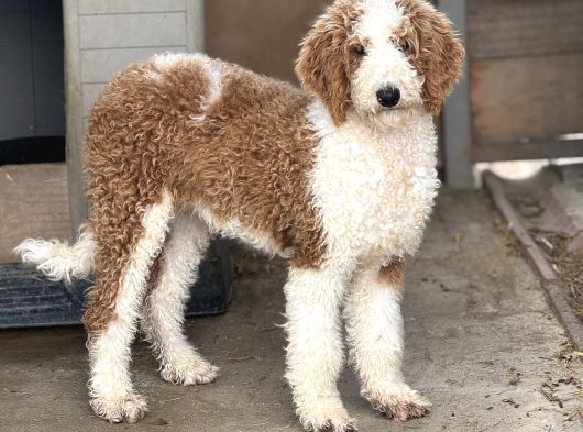 Labradoodle - Bernedoodle Di̇zayn Irk Bebekler