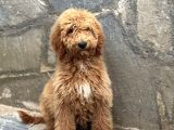 Dev Boy Bebek Yüzlü Gerçek Goldendoodle