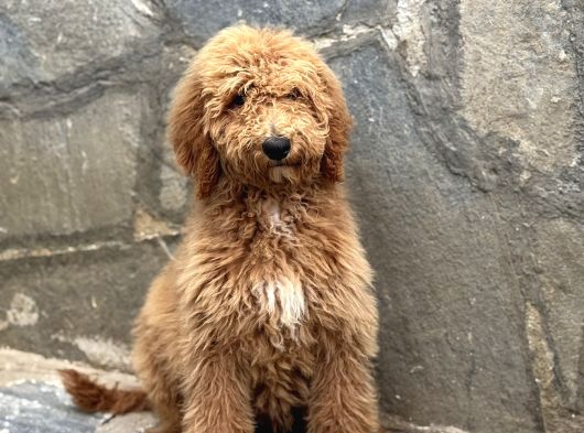 Dev Boy Bebek Yüzlü Gerçek Goldendoodle görsel