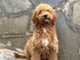 Dev Boy BEBEK YÜZLÜ GERÇEK GOLDENDOODLE