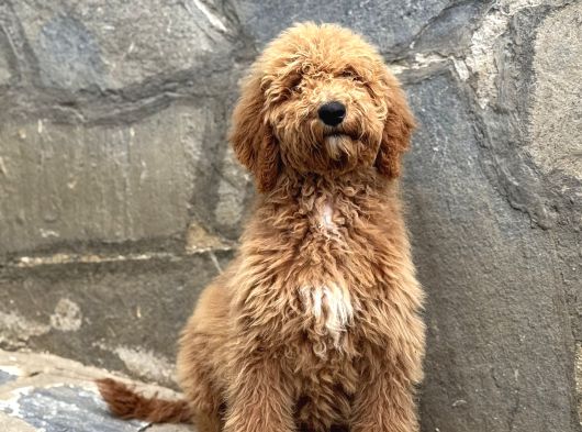 Dev Boy Bebek Yüzlü Gerçek Goldendoodle