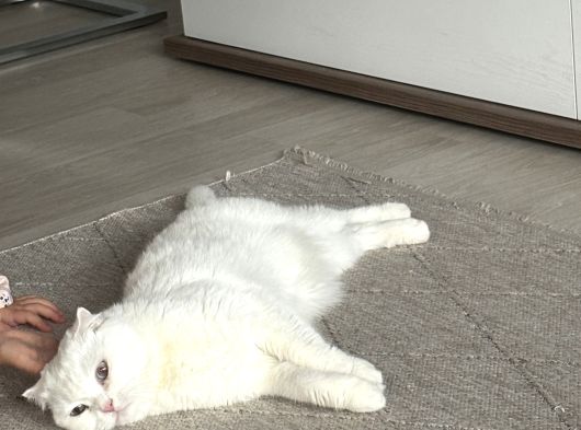Scottish Straight Dişi Kısır Güzel Kedimiz görsel