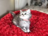 Sevgi̇ Dolusu Arayanlara