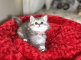 Sevgi̇ Dolusu Arayanlara