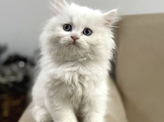 2 Aylık Sağlık Garantili Bebekler görsel