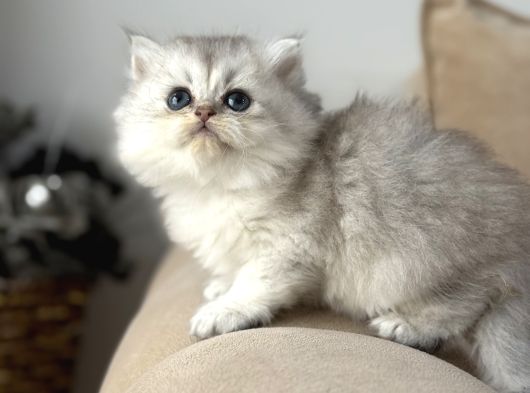 2 Aylık Sağlık Garantili Bebekler görsel