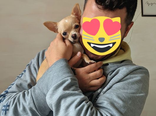 Safkan Elma Kafa 4 Aylık Dişi Chihuahua