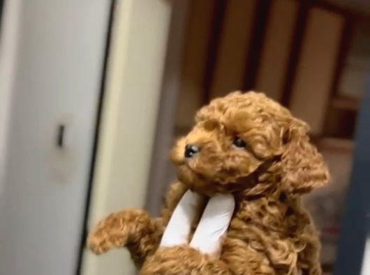 2 Aylık Poodle