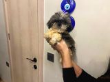 Erkek Shih Tzu 3 Aylık Çok Minik Ve Cüce Yavru