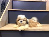 Erkek Shih Tzu 3 Aylık Çok Minik ve Cüce Yavru