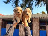 Maltipoo bebeklerimiz
