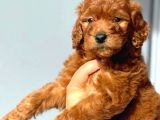 Dişi Erkek Red Brown Toy Poodle Yavrularımız
