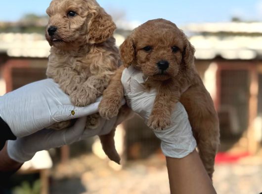 Toy Poodle Yavrumuz görsel