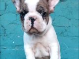 French Buldog Bebekler