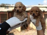 Toy Poodle Yavrumuz