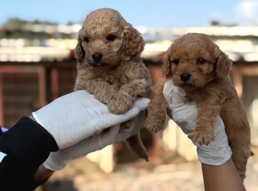 Toy Poodle Yavrumuz görsel