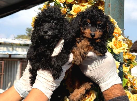 Poodle Yavrumuz