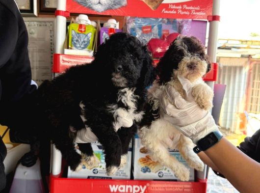 Lagotto Yavrularımız görsel
