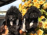 Poodle Yavrumuz
