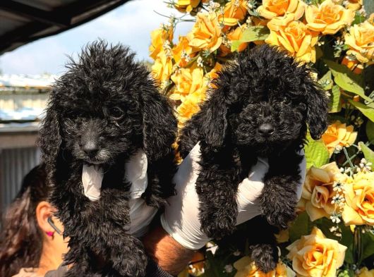 Poodle Yavrumuz görsel