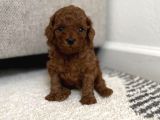 Dişi Erkek Red Brown Toy Poodle Yavrularımız
