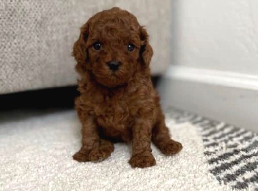 Dişi Erkek Red Brown Toy Poodle Yavrularımız görsel