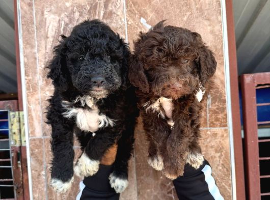 Lagotto Yavrularımız