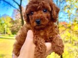 Dişi erkek red brown toy poodle yavrularımız