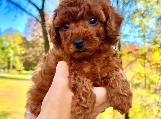 Dişi Erkek Red Brown Toy Poodle Yavrularımız