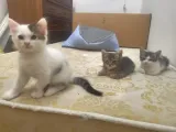 Dünyalar tatlısı 3 yavrumuz için yuva arıyoruz