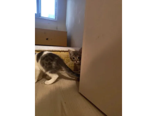 Dünyalar Tatlısı 3 Yavrumuz Için Yuva Arıyoruz görsel