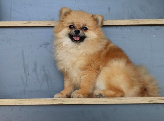Dişi Pomeranian Boo 10 Aylık Teacup Köpek Sağlıklı 2 Kilo görsel