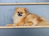 Dişi Pomeranian Boo 10 Aylık Teacup Köpek Sağlıklı 2 Kilo