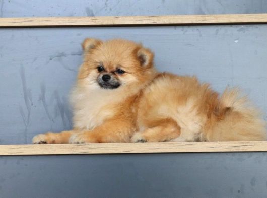 Dişi Pomeranian Boo 10 Aylık Teacup Köpek Sağlıklı 2 Kilo