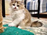 SCOTTİSH FOLD  BRİTİSH SHORTHAİR YAVRULAR