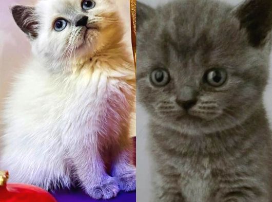 Pofuduklar Yeni̇ Ai̇leleri̇ni̇ Bekli̇yor Son 5 Tane görsel