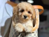 Bebek surat maltipoo yavrularımız sizlerle
